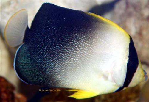  Chaetodontoplus poliourus (Greytail Angelfish)